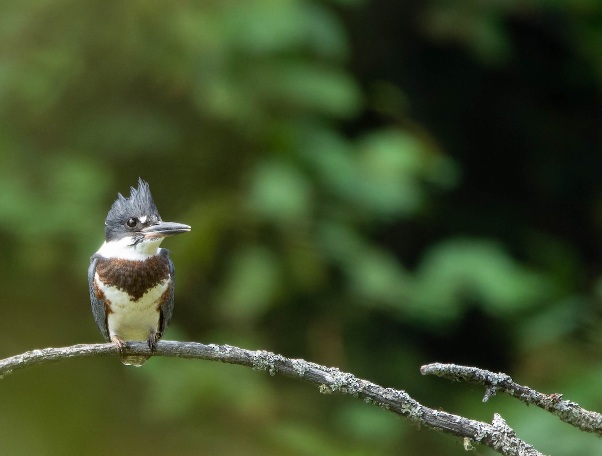 Belted Kingfisher - ML601763971