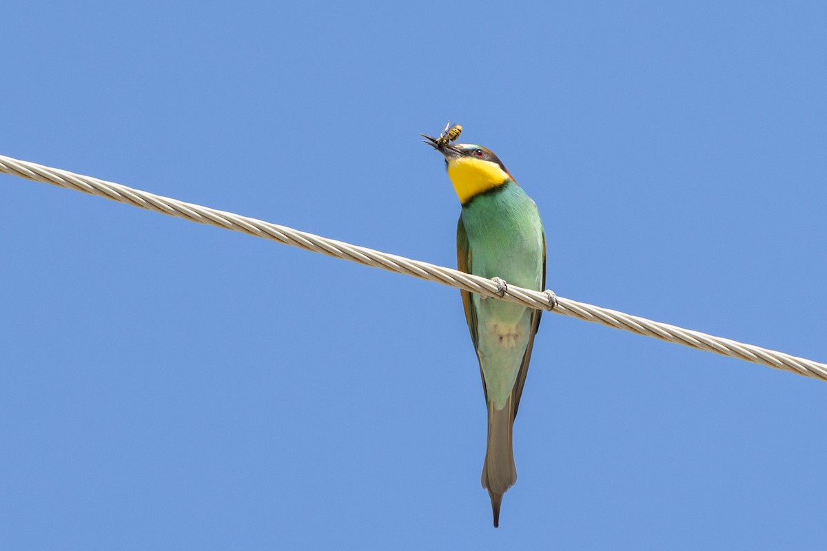 European Bee-eater - ML601764061