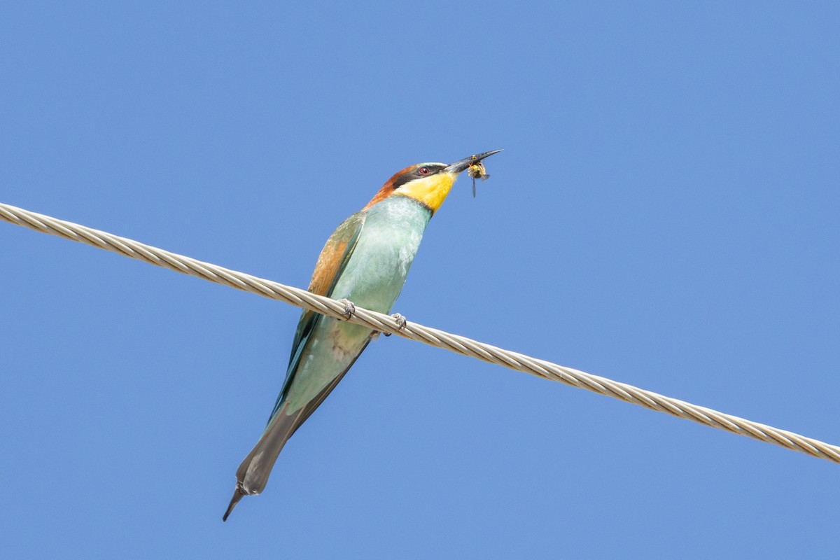 European Bee-eater - ML601764071