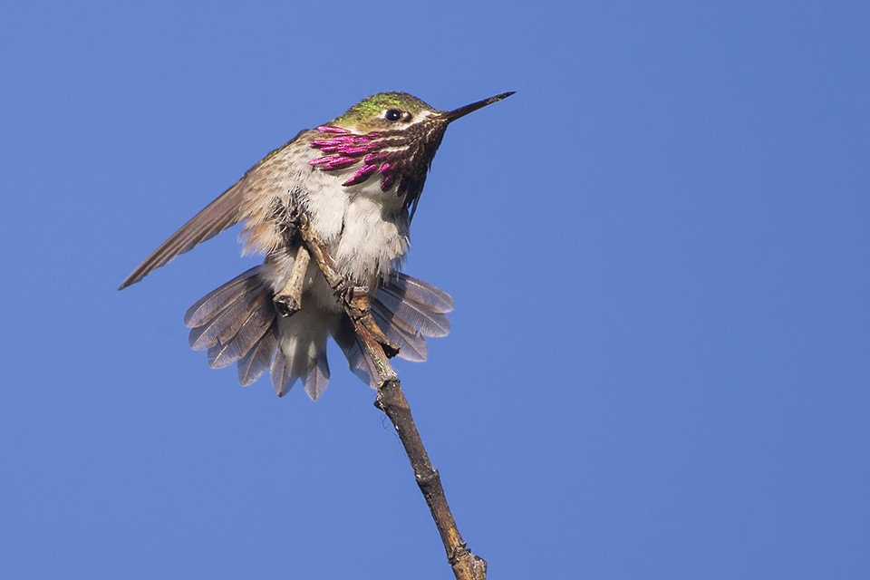 Calliope Hummingbird - ML60176441