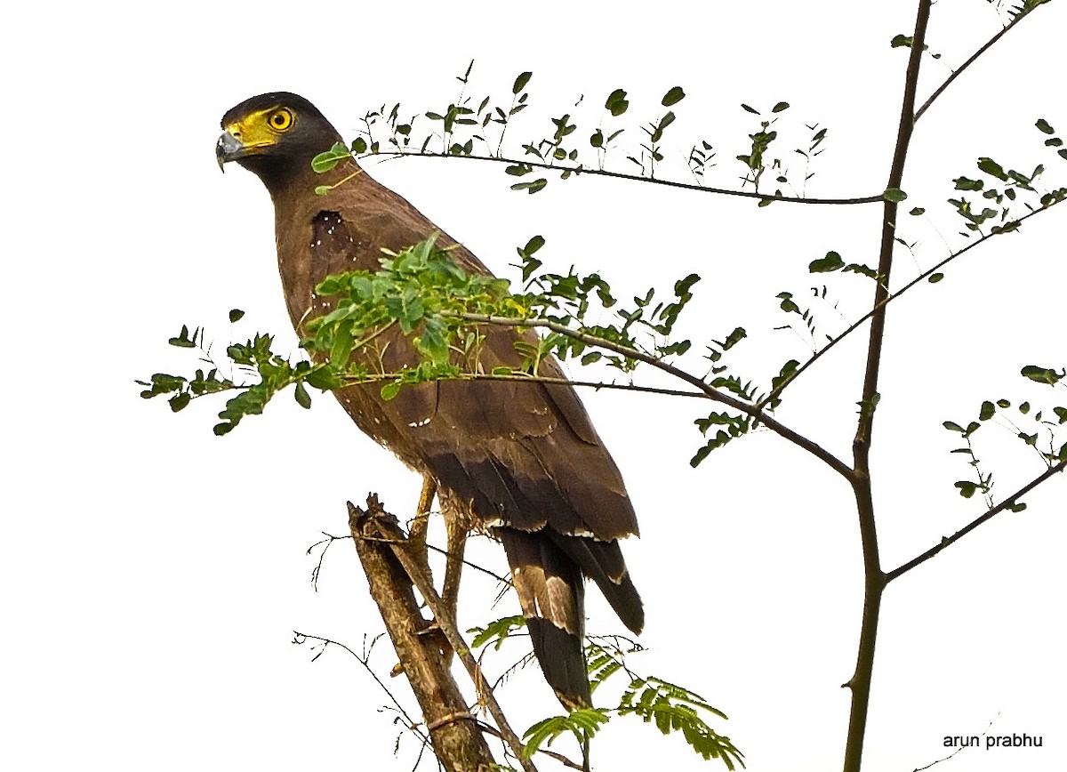 Crested Serpent-Eagle - ML60176771
