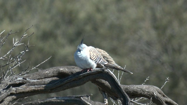 Crested Pigeon - ML601770221