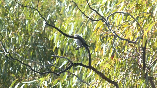 Black-faced Woodswallow - ML601770271