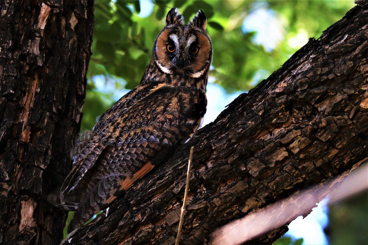 Long-eared Owl - חיים ששון