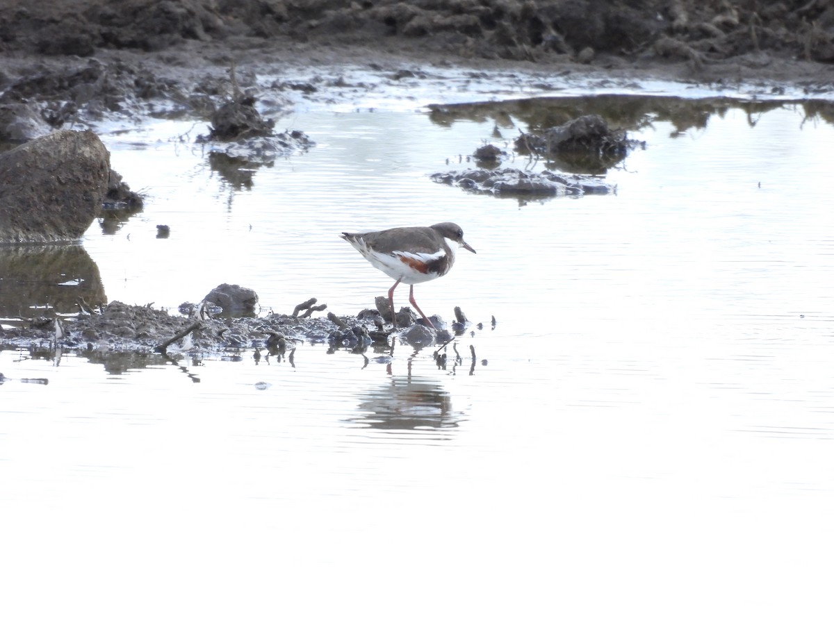 Red-kneed Dotterel - ML601775081