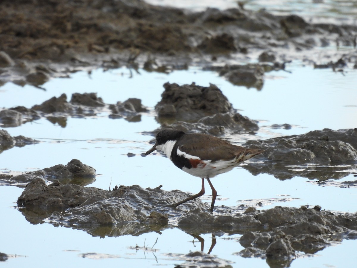 Red-kneed Dotterel - ML601775101