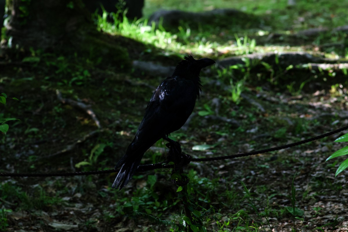 Large-billed Crow - ML601778021