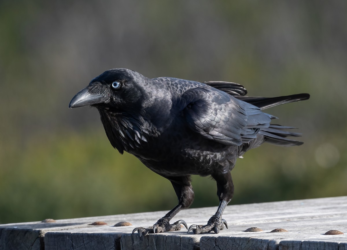 Australian Raven - ML601778391