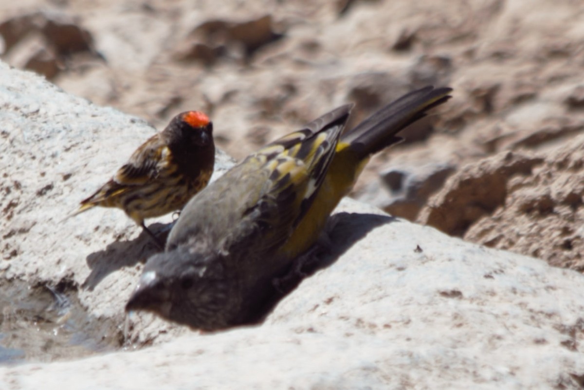 Fire-fronted Serin - ML601780511