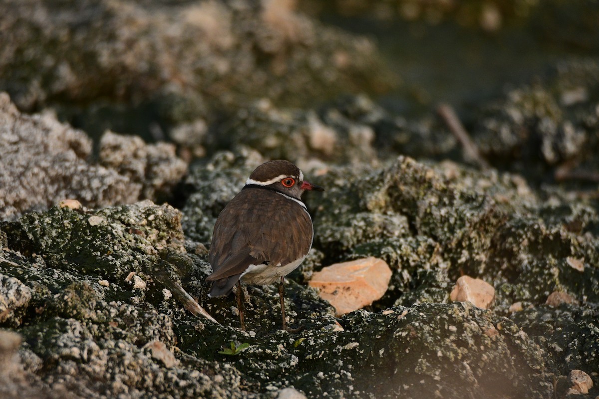 Three-banded Plover - ML601780741