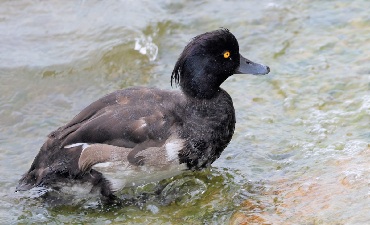 Tufted Duck - ML601780981