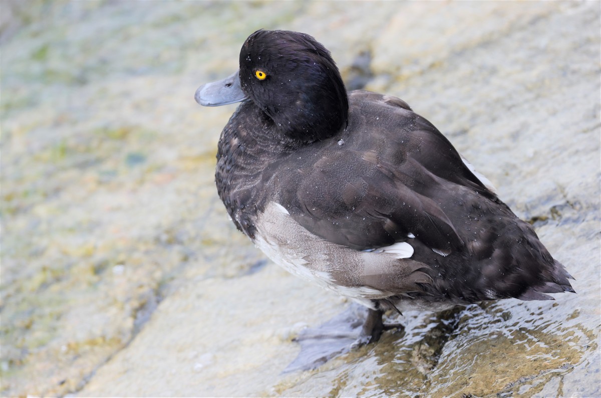 Tufted Duck - ML601780991