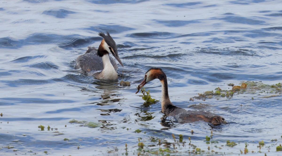 Great Crested Grebe - ML601781011