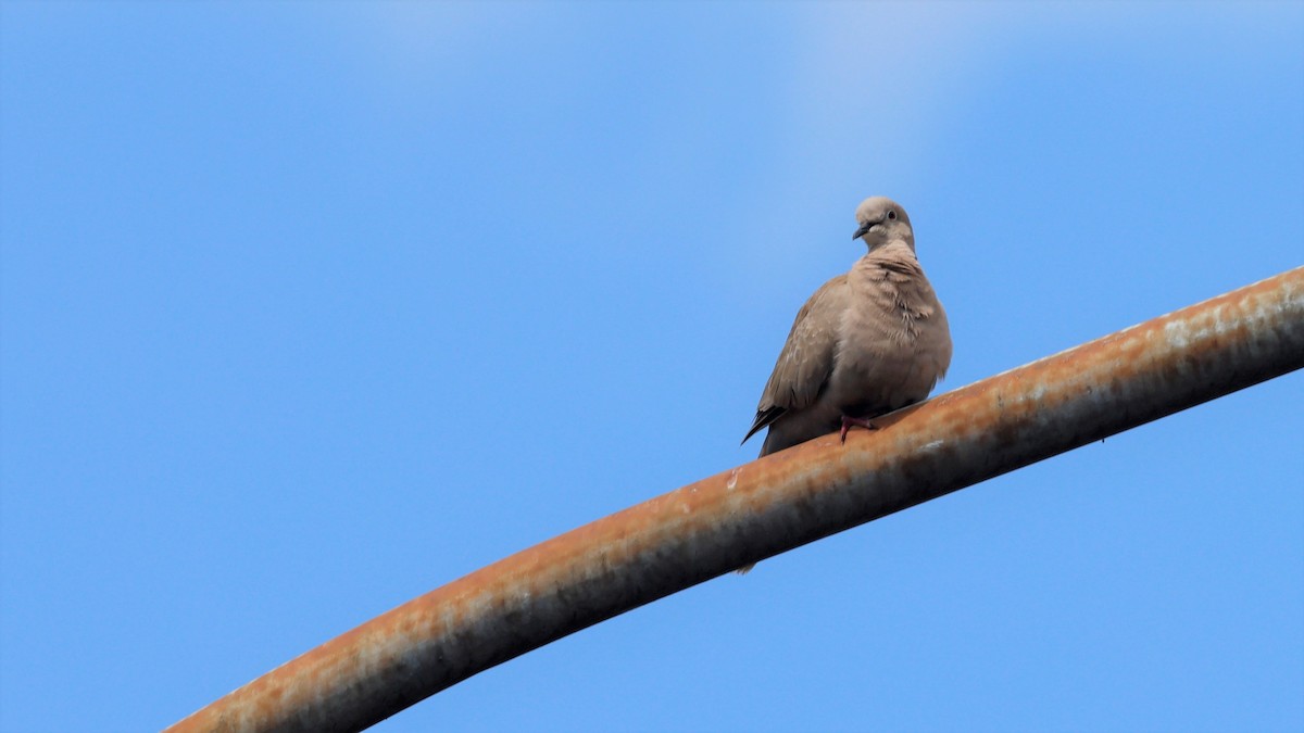 Eurasian Collared-Dove - ML601781021