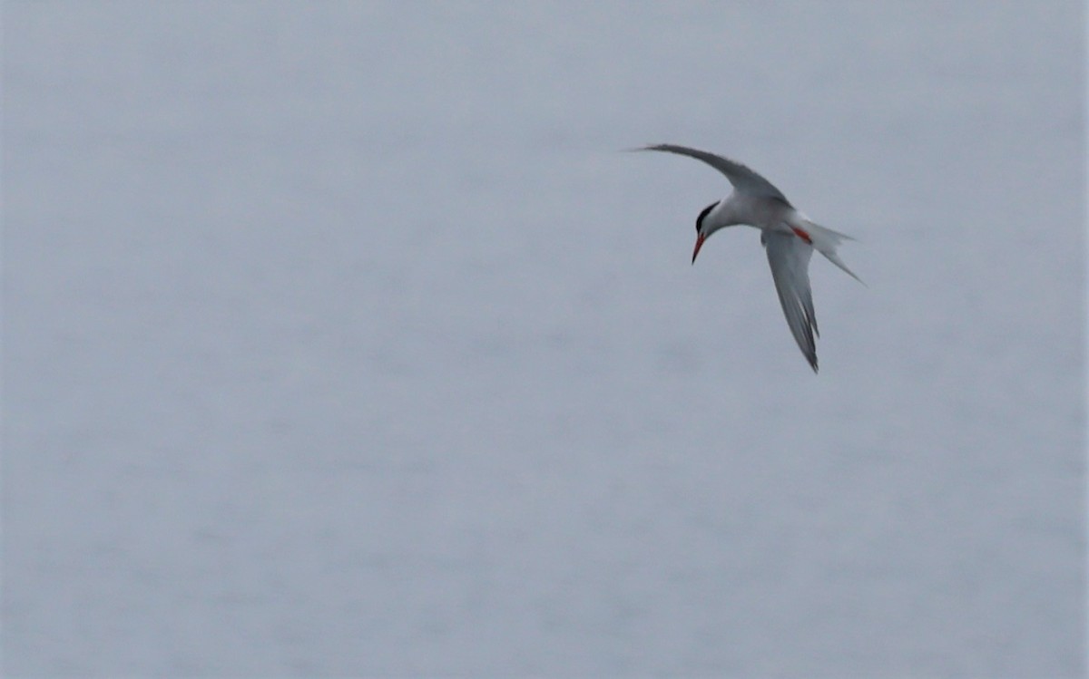 Common Tern - ML601781041