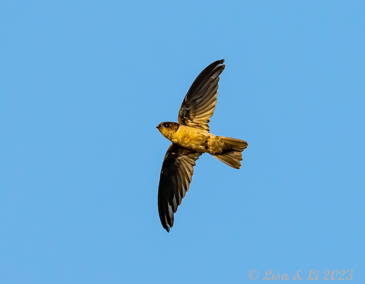 Cave Swiftlet - ML601800621