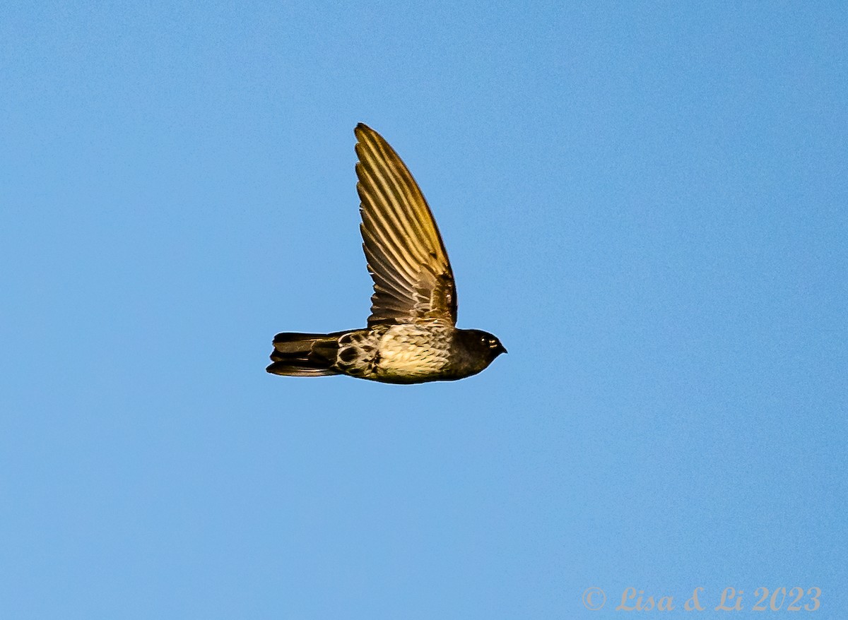 Cave Swiftlet - ML601800631