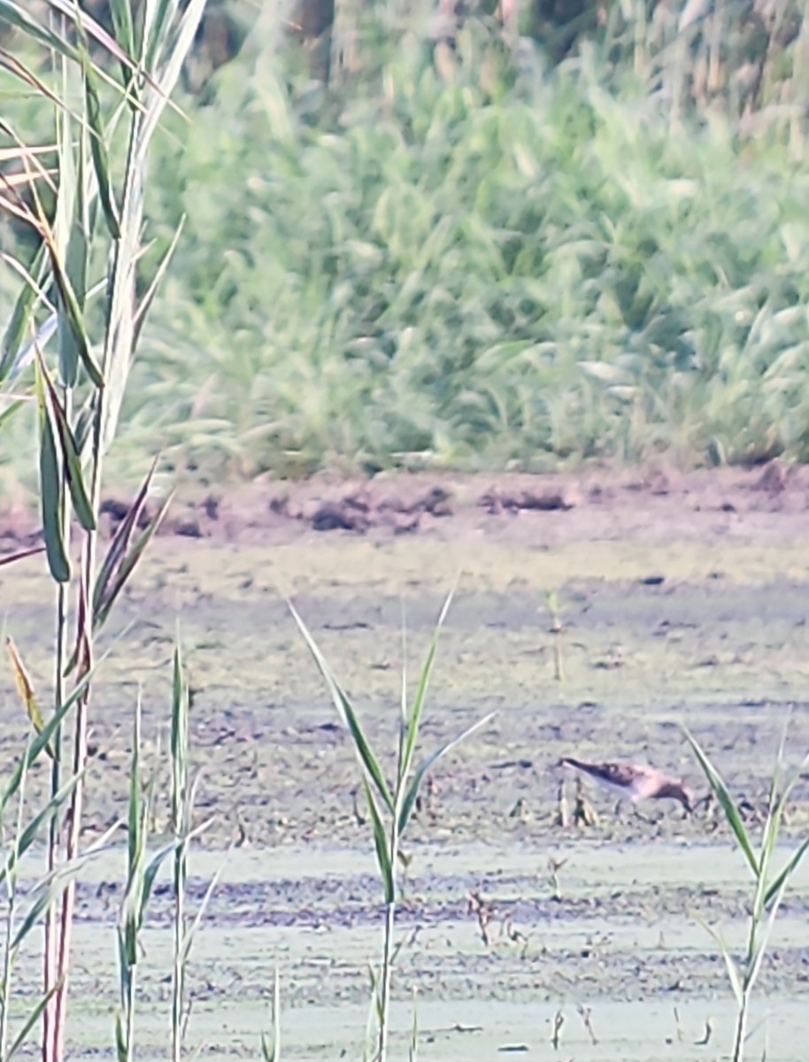 eBird Checklist 9 Aug 2023 Killdeer Plains Wildlife Area (Wyandot