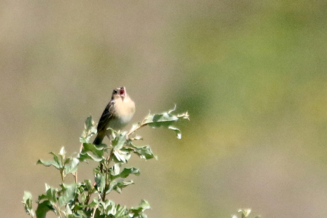 Grasshopper Sparrow - Gustino Lanese