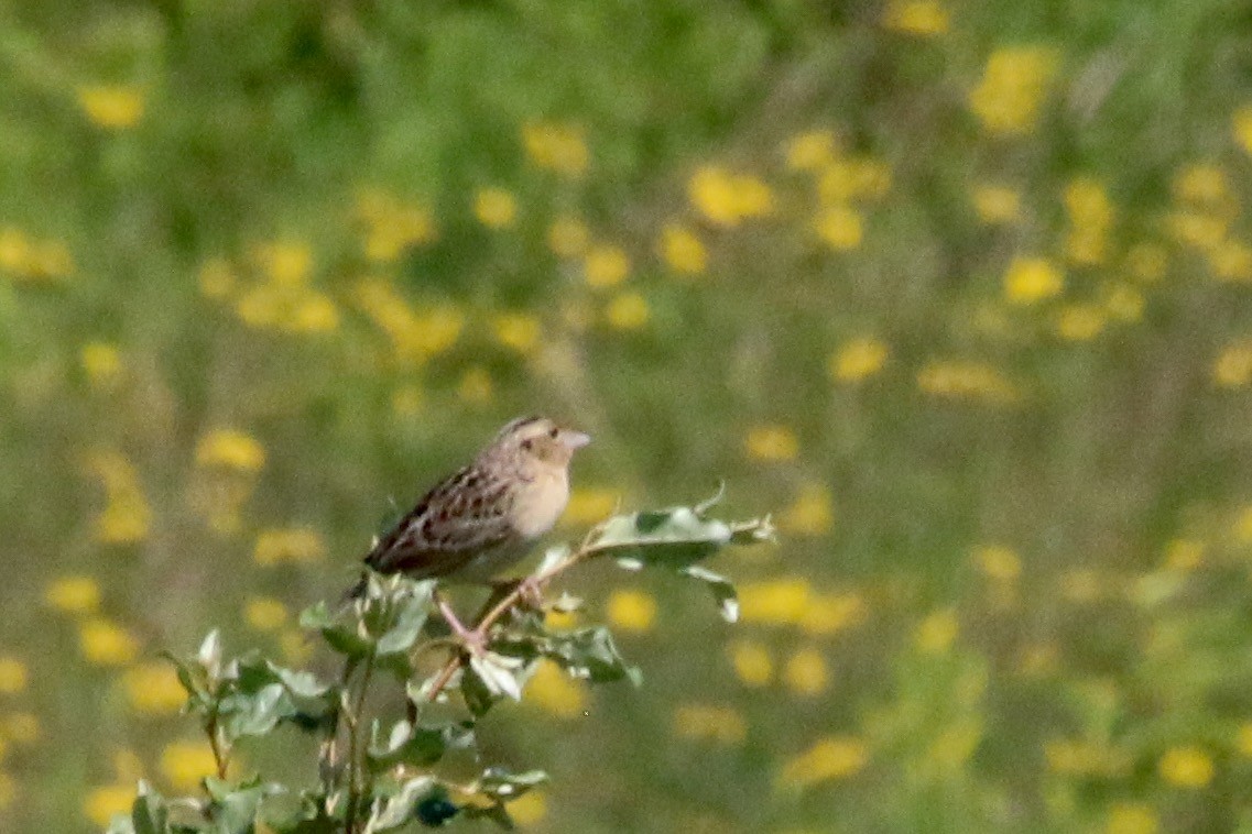 Grasshopper Sparrow - ML60181081