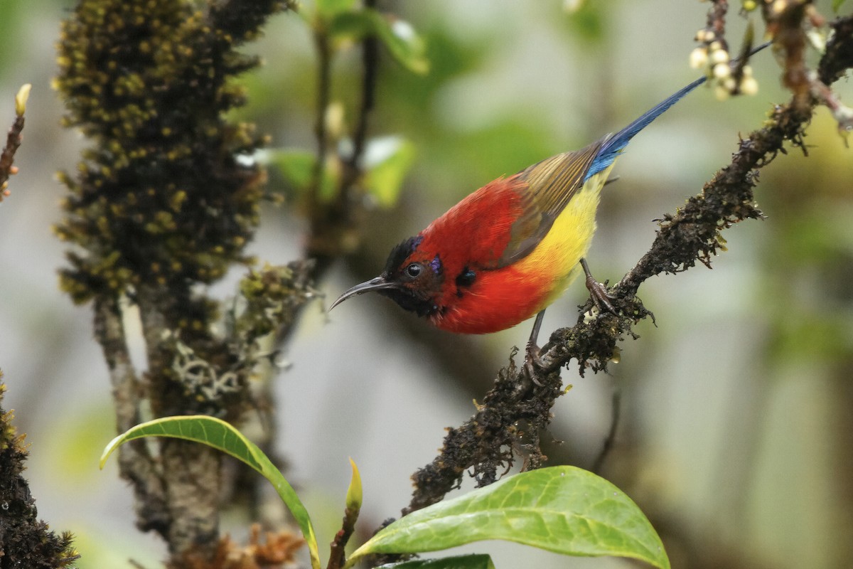 Mrs. Gould's Sunbird (Scarlet-breasted) - ML601811291