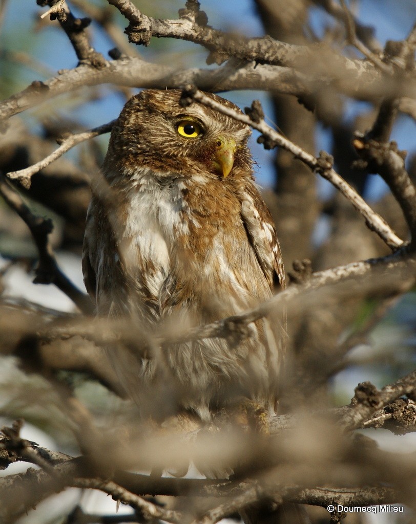 Ferruginous Pygmy-Owl - ML60181551