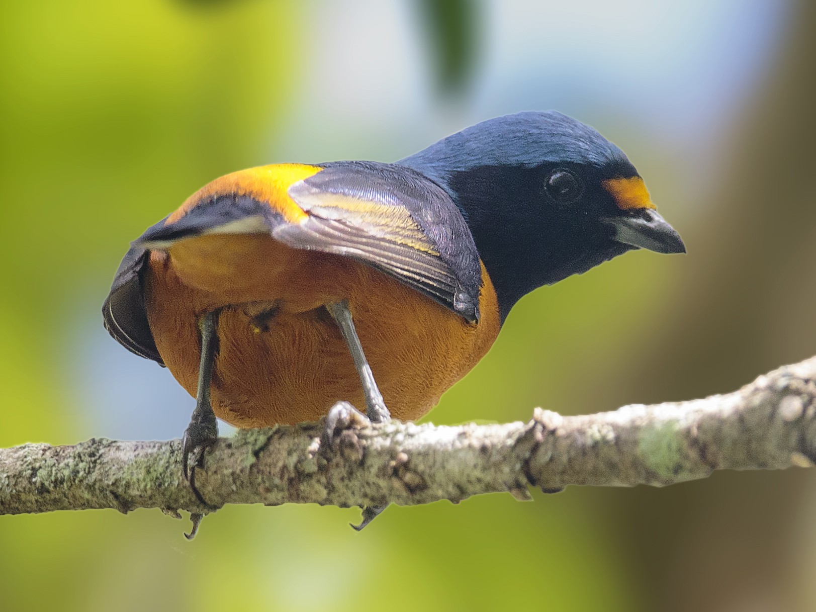 Hispaniolan Euphonia - eBird