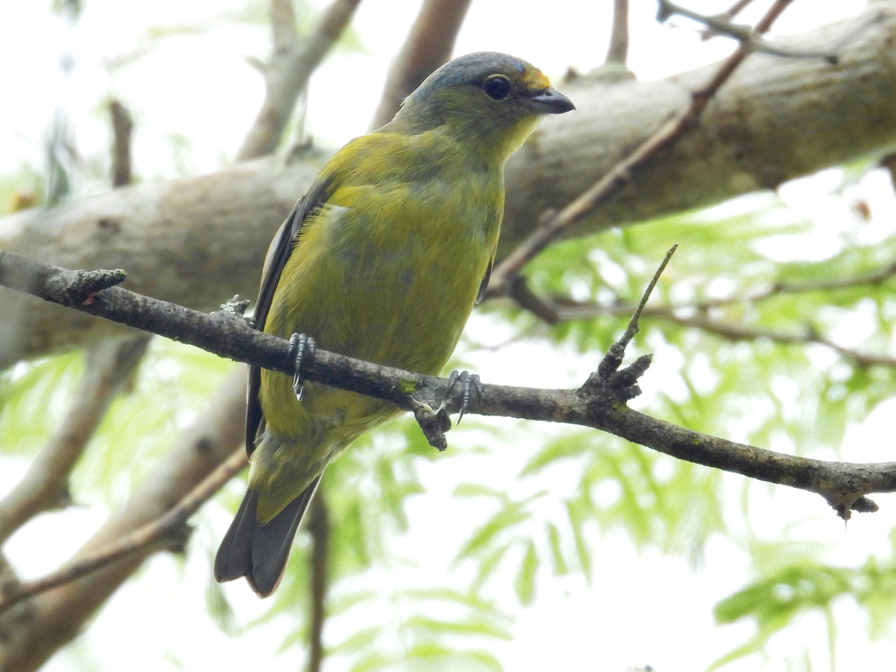 Hispaniolan Euphonia - eBird