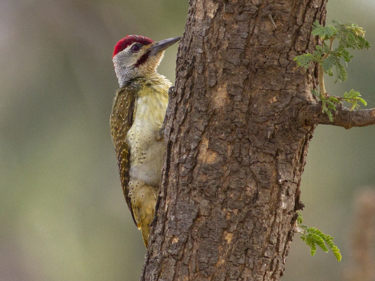 Fine-spotted Woodpecker - Frode Falkenberg