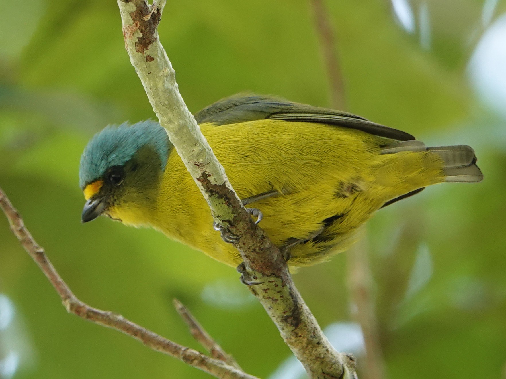 Puerto Rican Euphonia - eBird