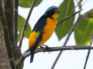 Puerto Rican Euphonia - eBird