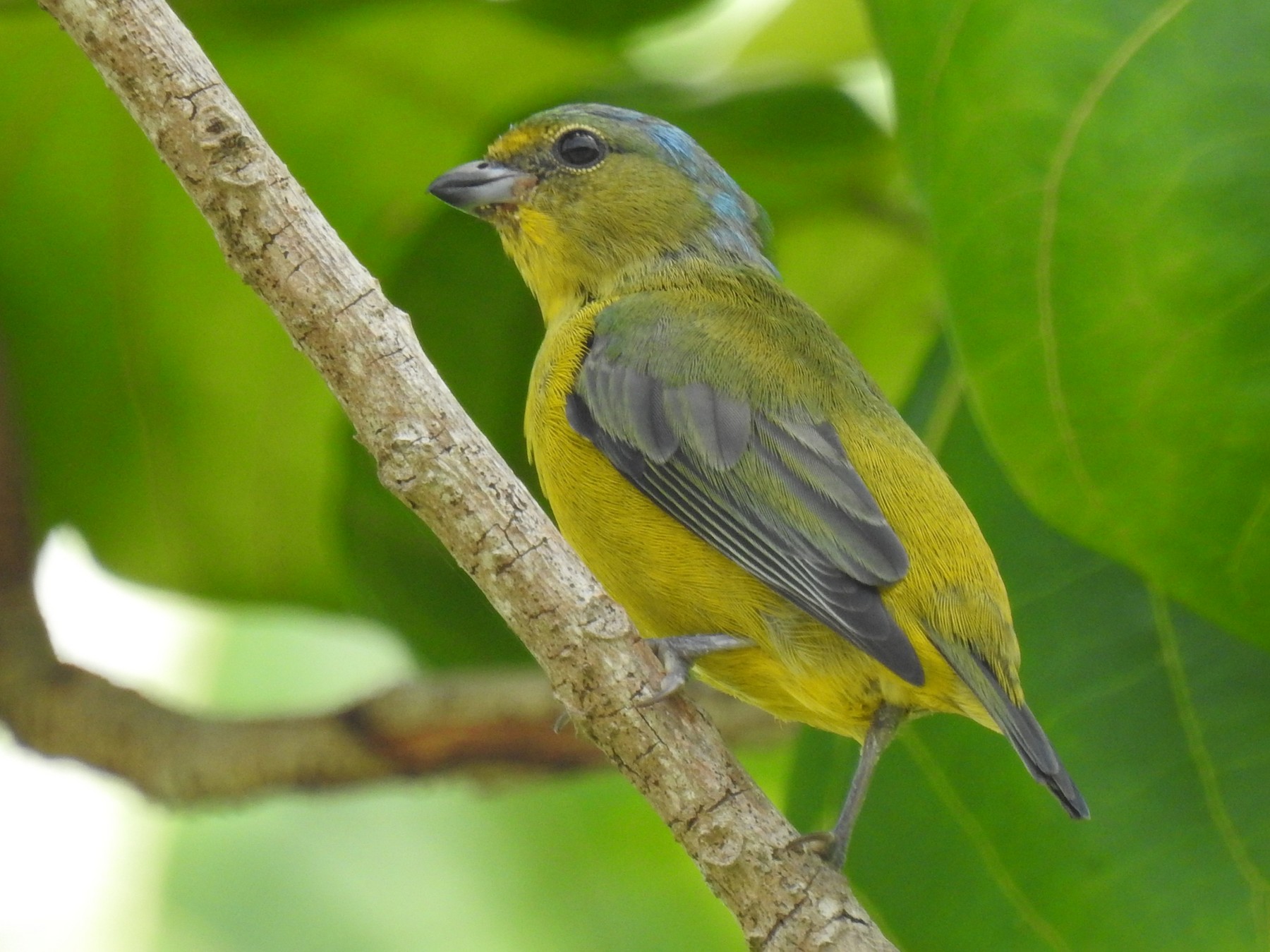 Puerto Rican Euphonia - eBird