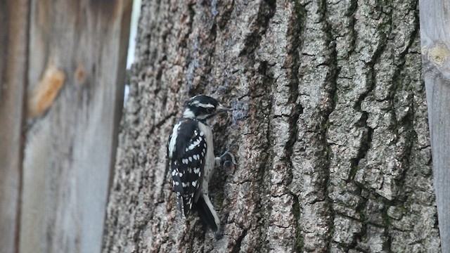 Downy Woodpecker (Eastern) - ML601822631