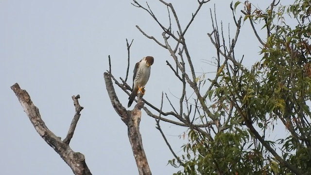 Red-necked Falcon - ML601824251