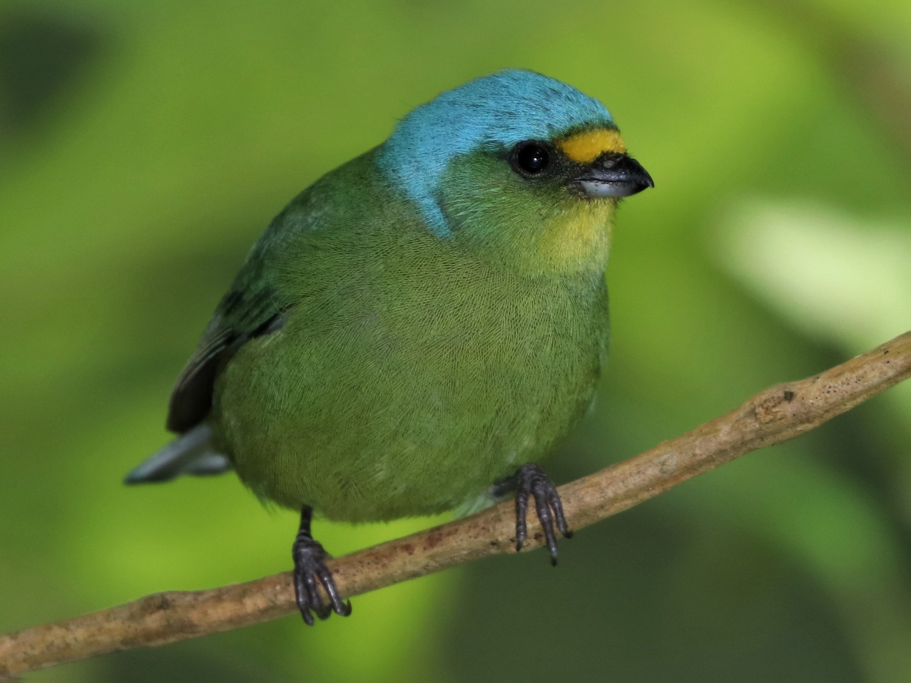 Lesser Antillean Euphonia - eBird