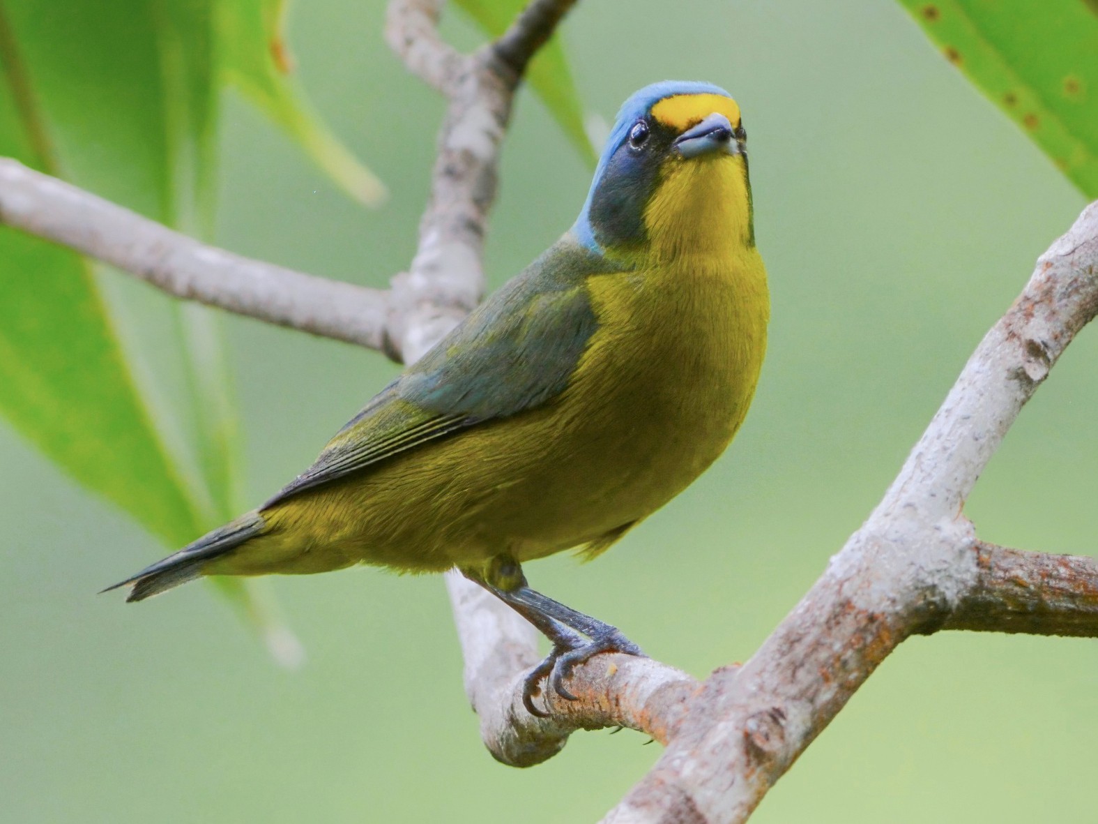 Lesser Antillean Euphonia - eBird