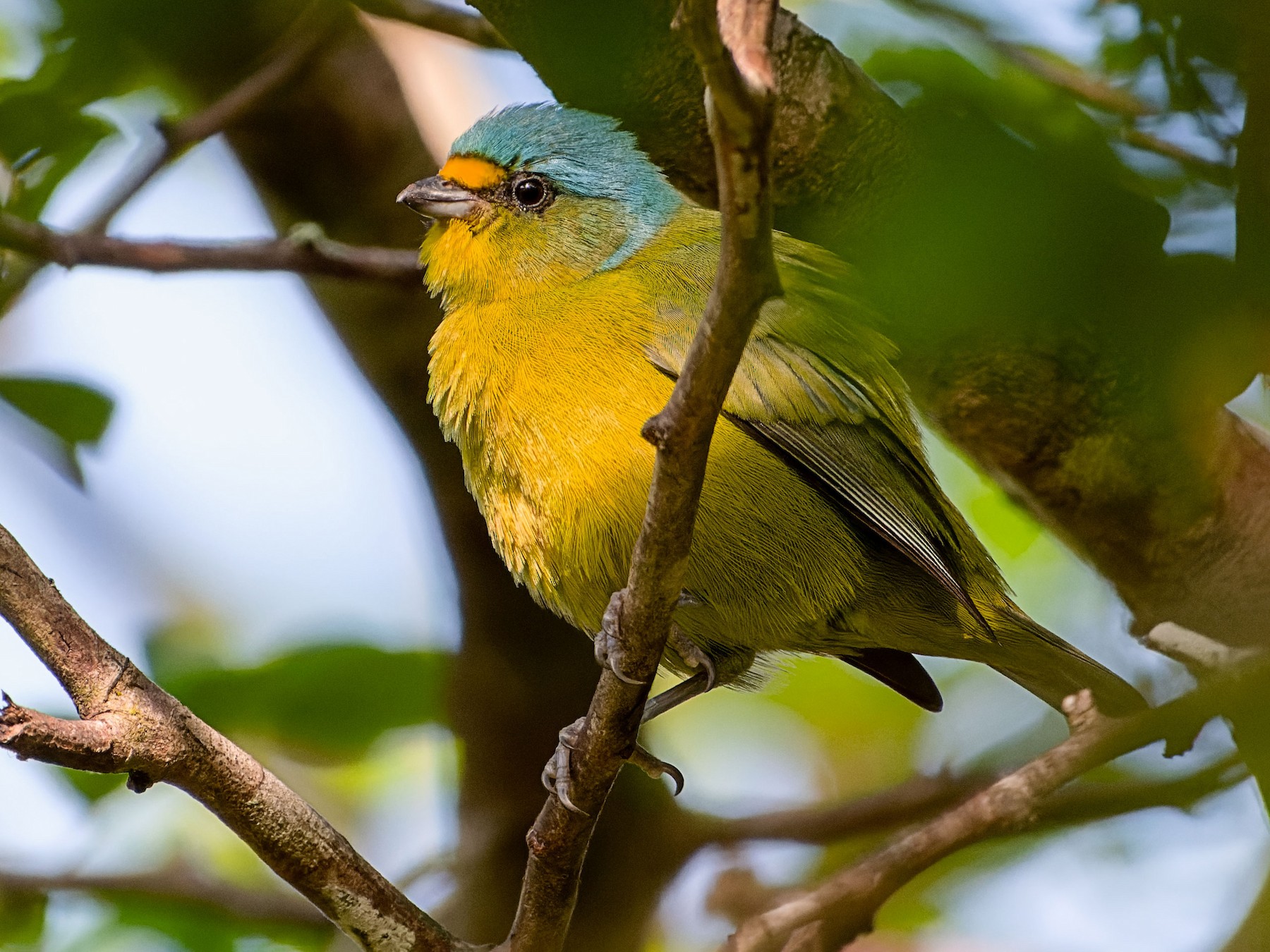 Lesser Antillean Euphonia - Ebird