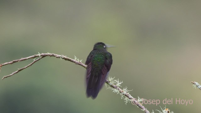 kolibřík turmalinový - ML601827981