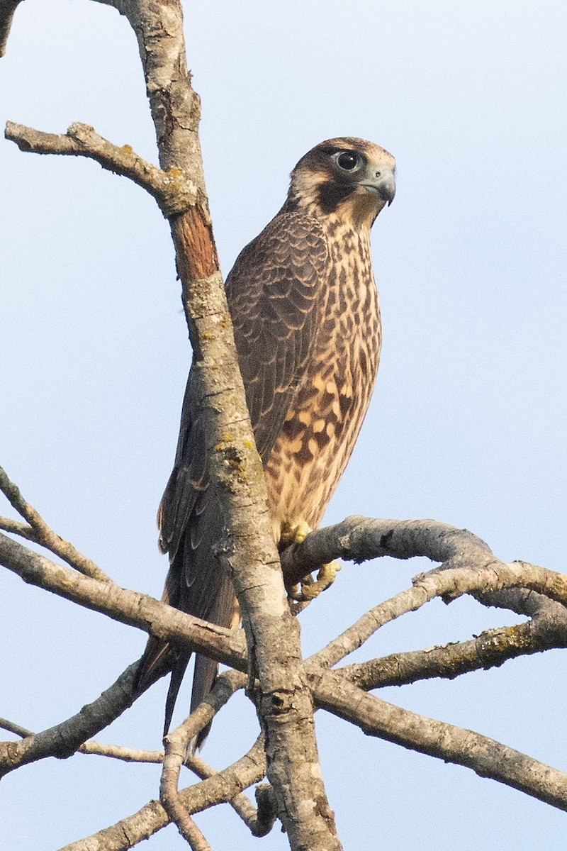 Peregrine Falcon (North American) - ML601831521