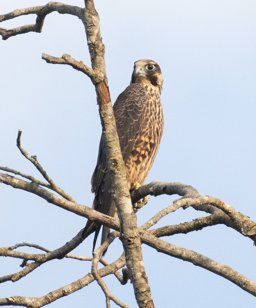 Peregrine Falcon (North American) - ML601831531