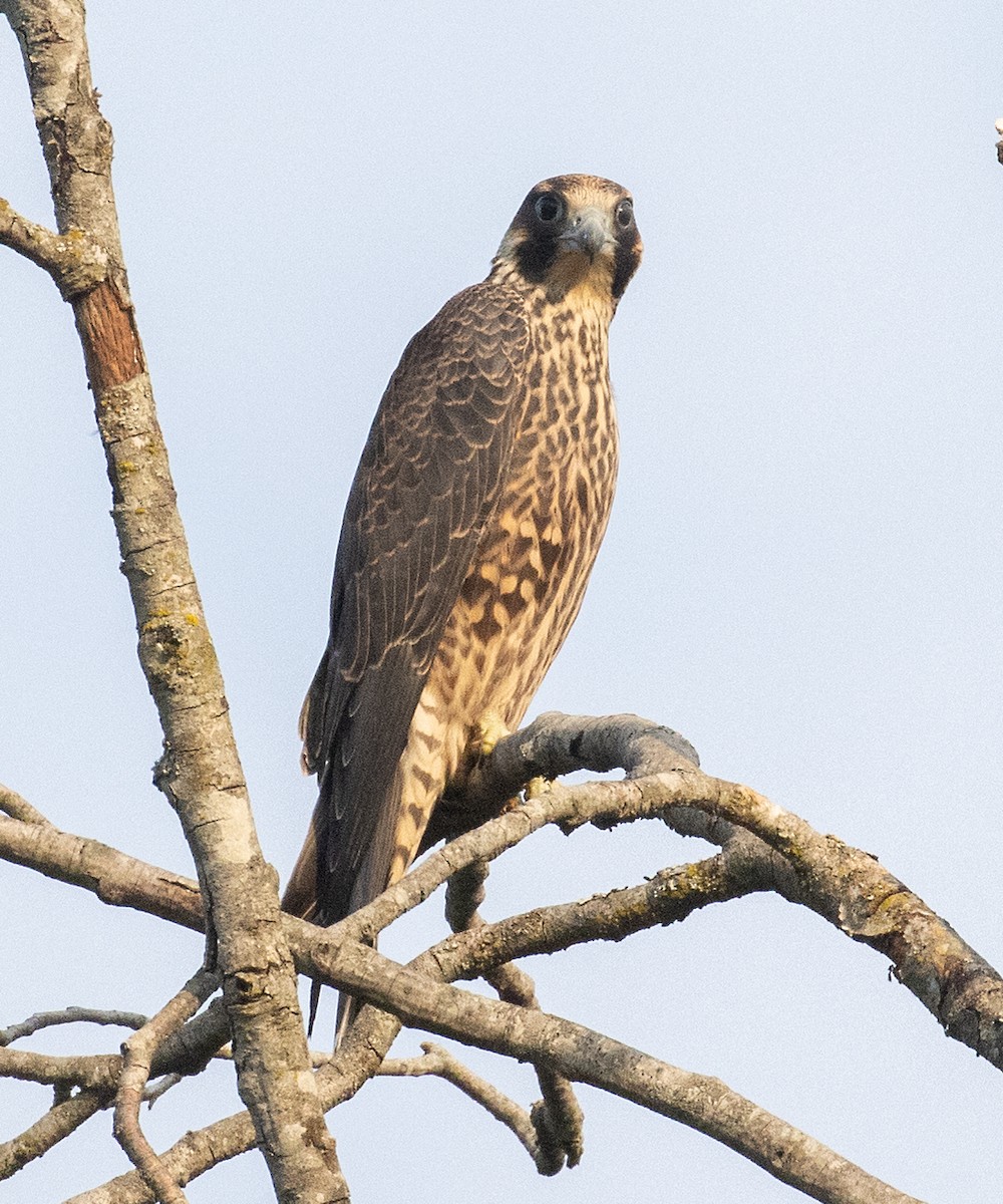 Peregrine Falcon (North American) - ML601831541