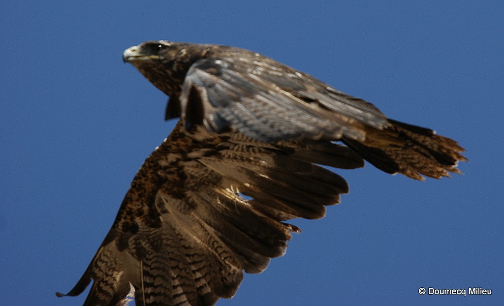 Black-chested Buzzard-Eagle - Ricardo  Doumecq Milieu