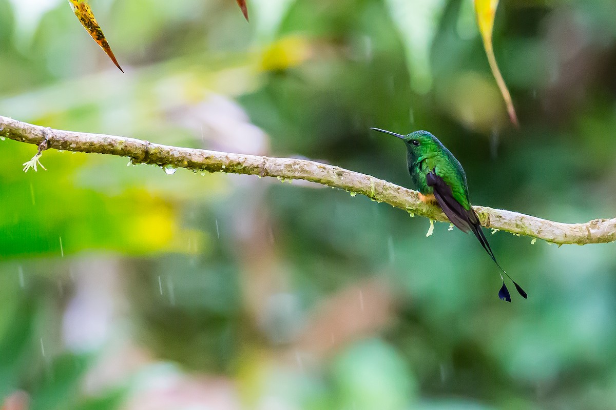 Rufous-booted Racket-tail (Anna's) - ML601836831