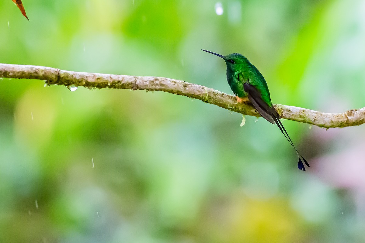Rufous-booted Racket-tail (Anna's) - Anonymous