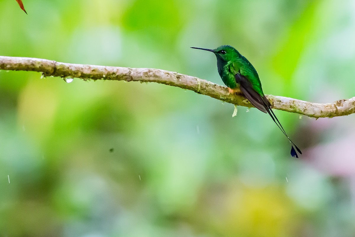 Rufous-booted Racket-tail (Anna's) - Anonymous