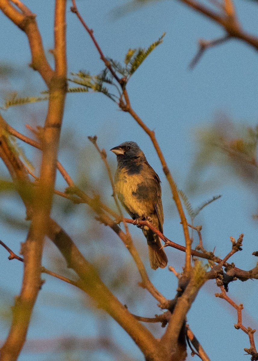 EBird Checklist 9 Aug 2023 Sweetwater Wetlands 30 Species