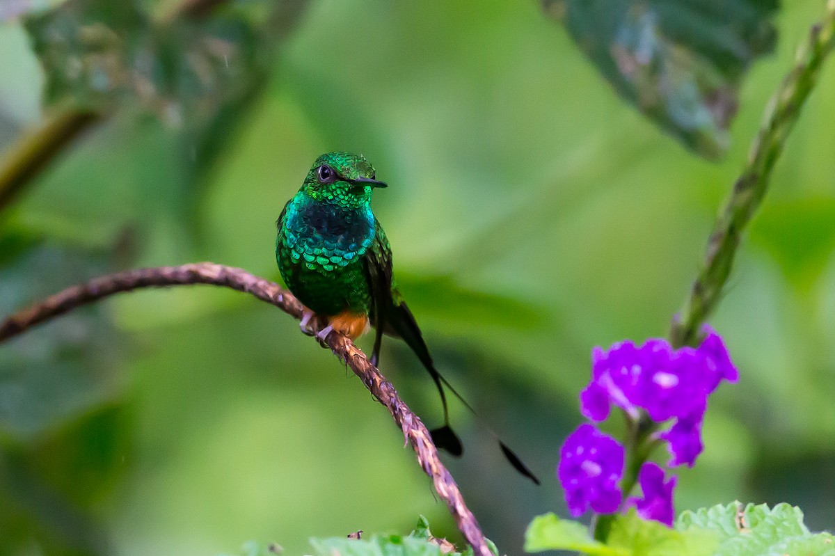 Rufous-booted Racket-tail (Anna's) - ML601837201