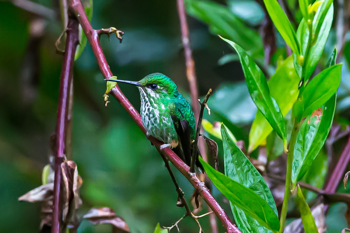 Rufous-booted Racket-tail (Anna's) - ML601837541