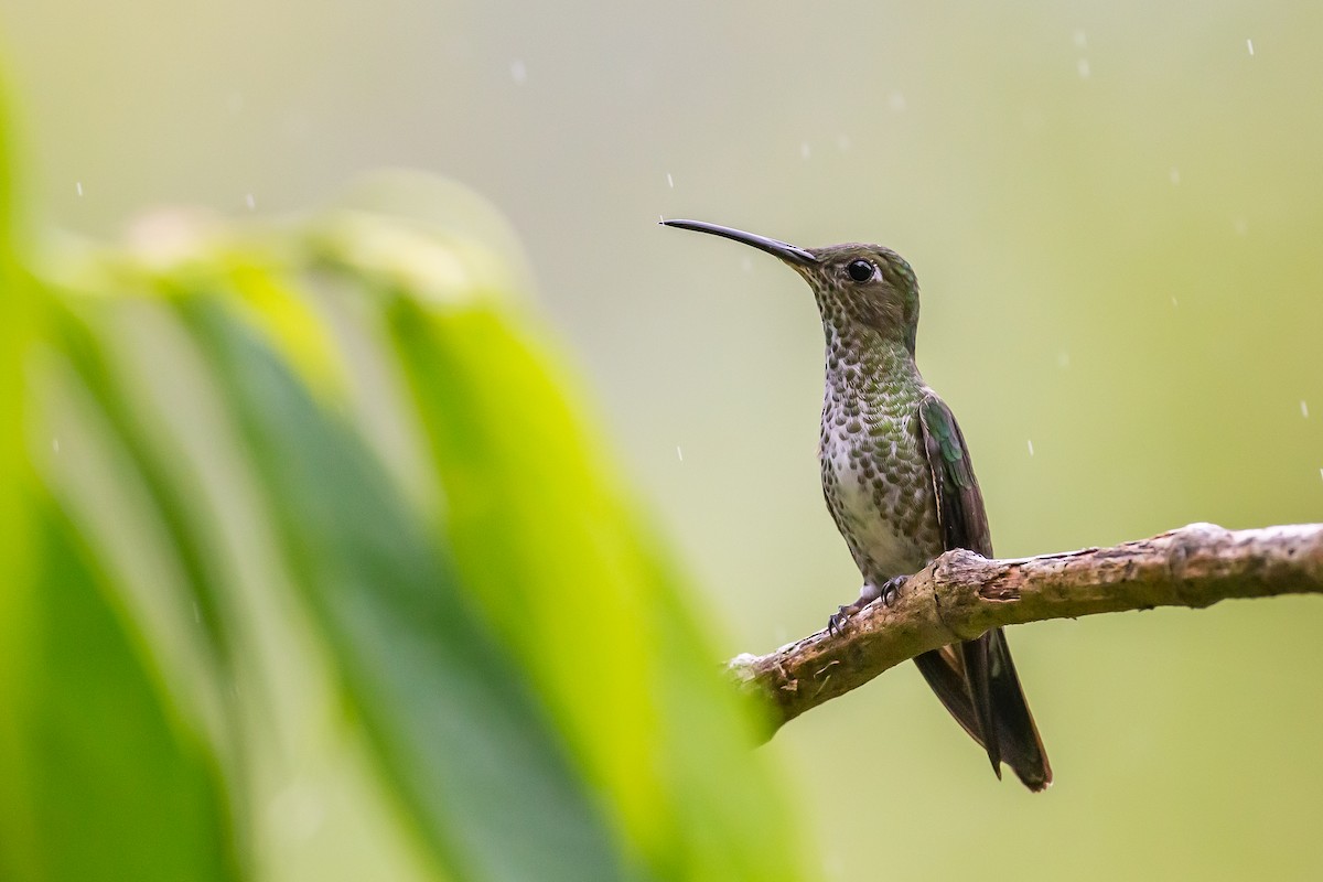 Many-spotted Hummingbird - ML601838841