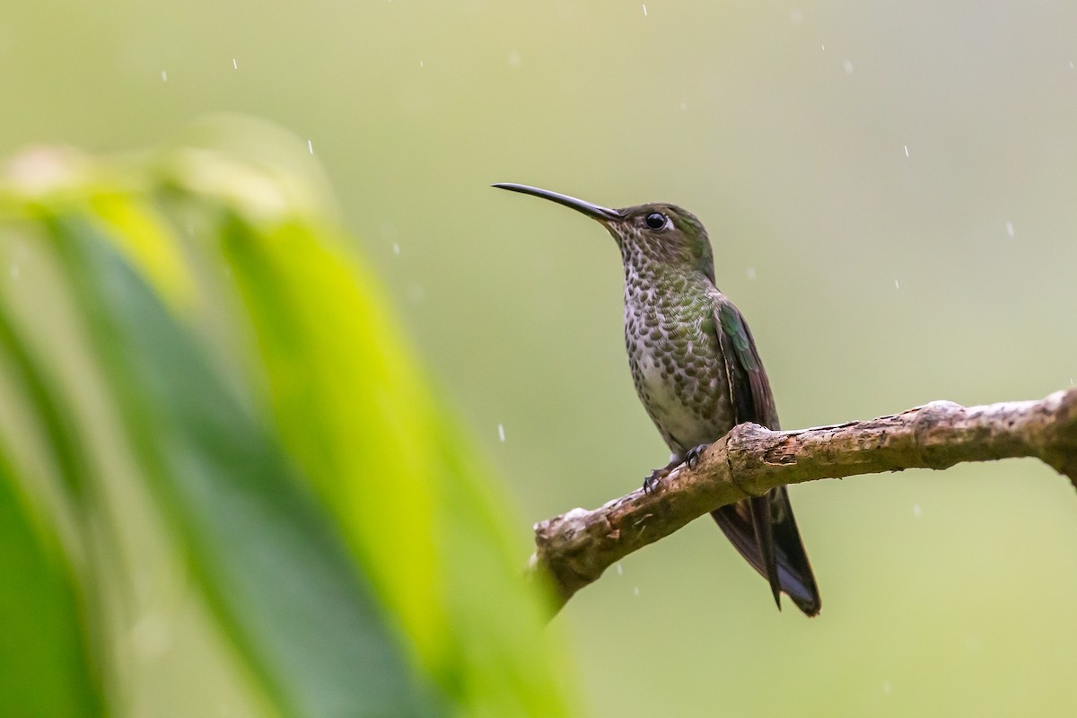 Many-spotted Hummingbird - ML601838851